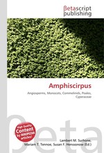 Amphiscirpus