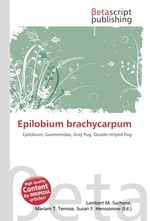 Epilobium brachycarpum