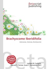 Brachyscome Iberidifolia