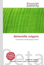Alchemilla vulgaris