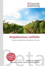 Ampelocissus Latifolia