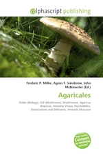 Agaricales