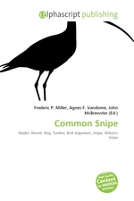 Common Snipe