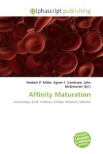 Affinity Maturation