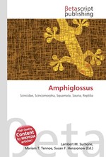 Amphiglossus