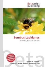 Bombus Lapidarius