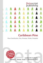 Caribbean Pine