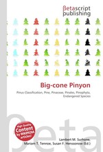 Big-cone Pinyon