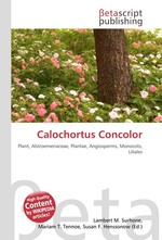 Calochortus Concolor