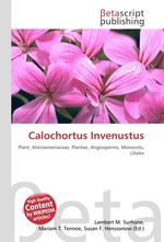 Calochortus Invenustus
