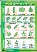Разнообразие листьев / Видоизменения корней. Плакат