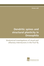 Dendritic spines and structural plasticity in Drosophila. Anatomical investigations of visual and olfactory interneurons in the fruit fly