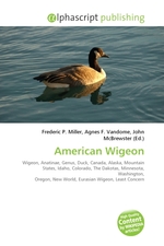 American Wigeon