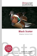 Black Scoter