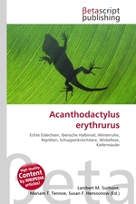 Acanthodactylus erythrurus