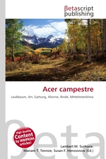 Acer campestre