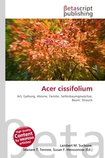 Acer cissifolium