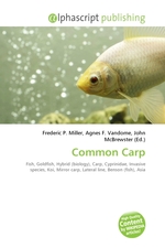 Common Carp