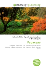 Fagaceae