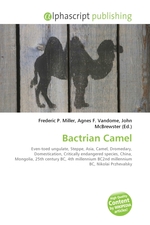 Bactrian Camel