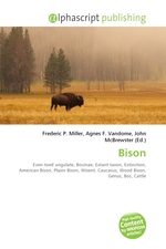 Bison