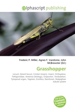 Grasshopper