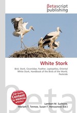 White Stork