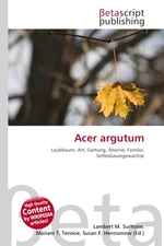 Acer argutum