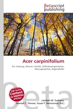 Acer carpinifolium