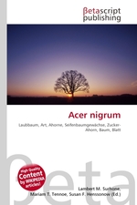 Acer nigrum