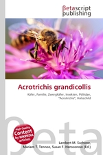 Acrotrichis grandicollis