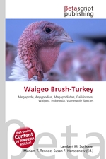 Waigeo Brush-Turkey