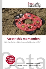 Acrotrichis montandoni