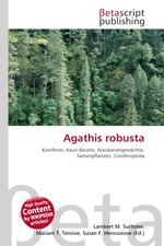 Agathis robusta