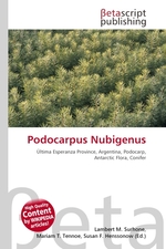 Podocarpus Nubigenus