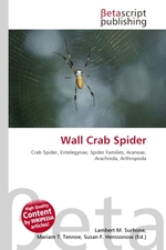 Wall Crab Spider