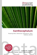 Xanthocephalum