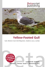 Yellow-Footed Gull