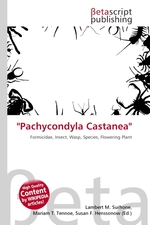 Pachycondyla Castanea
