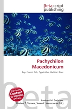 Pachychilon Macedonicum