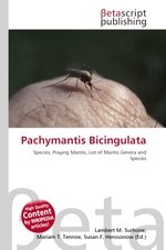 Pachymantis Bicingulata