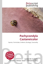 Pachycondyla Castaneicolor