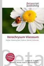 Xerochrysum Viscosum