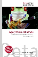 Agalychnis callidryas