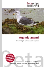 Agamia agami