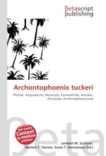 Archontophoenix tuckeri