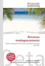 Borassus madagascariensis