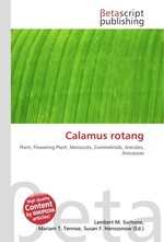 Calamus rotang