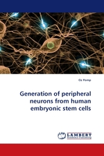 Generation of peripheral neurons from human embryonic stem cells