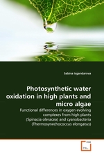 Photosynthetic water oxidation in high plants and micro algae. Functional differences in oxygen evolving complexes from high plants (Spinacia oleracea) and cyanobacteria (Thermosynechococcus elongatus)